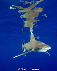 Oceanic White Tip Shark and Surface Reflections by Brent Barnes 